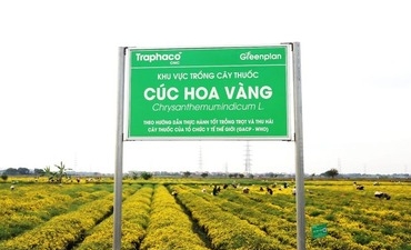 Traphaco CNC chứng nhận thành công vùng trồng cúc hoa vàng đạt chuẩn quốc tế GACP-WHO