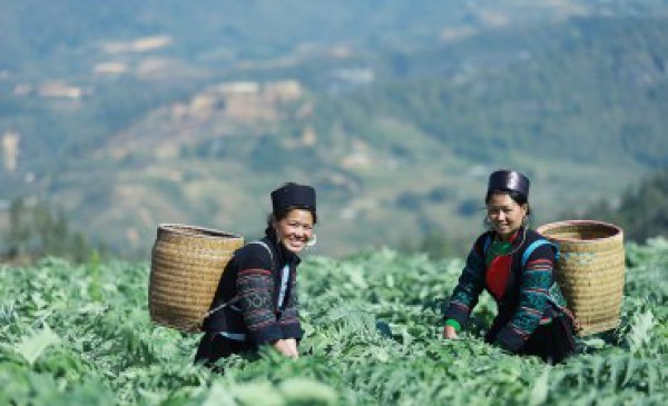 Đến với Ngày mùa cắt lá của người H’Mong