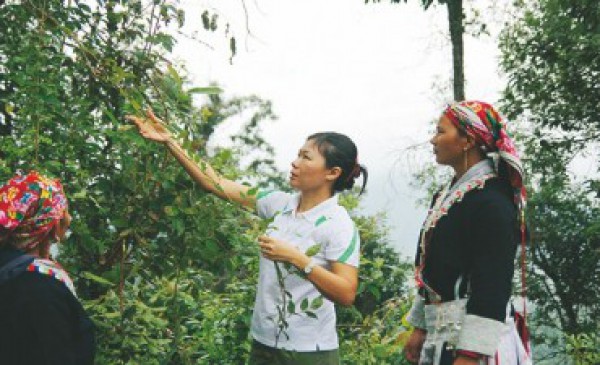 Cây thuốc quý chè dây